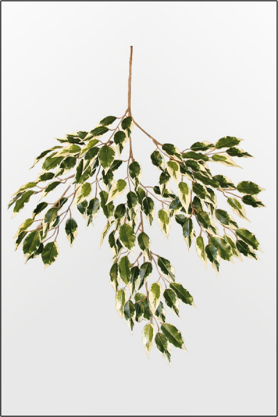 Ficus Japonica Zweig ca.70 cm
