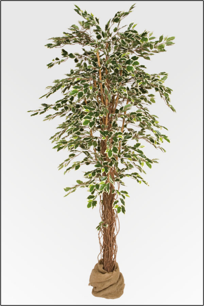 Ficus Japonica kuenstlich