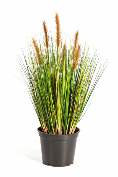 Foxtail Gras ca. 60 cm mit braunem Schweif
