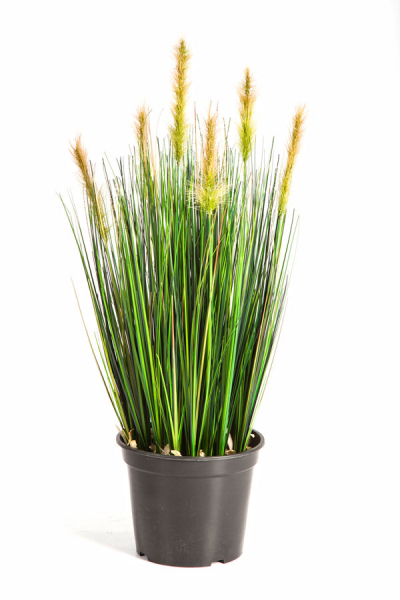 Foxtail Gras ca. 60 cm mit hellem cremefarbenem Schweif