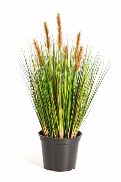 Foxtail Gras ca. 60 cm mit verschiedenem Schweif