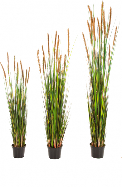 Foxtail Gras ca. 90 cm mit braunem oder cremefarbenen Schweif