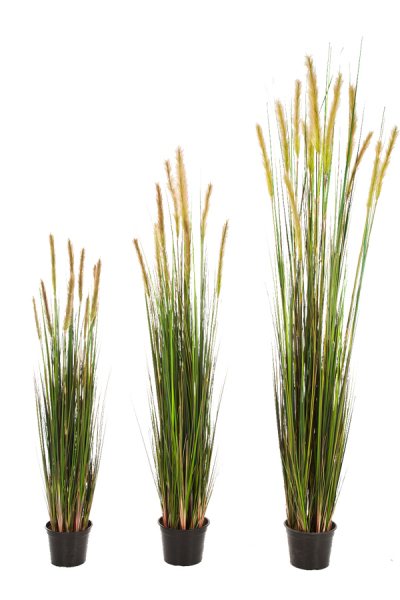 Foxtail Gras ca. 150 cm mit hellem cremefarbenem Schweif