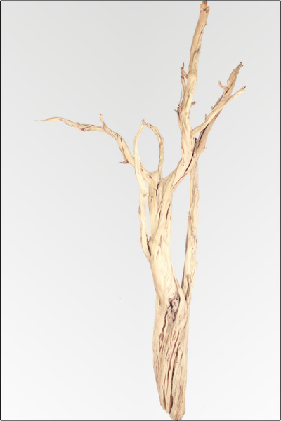 Geisterholz sandgestrahlter Naturzweig, ca.150-175 cm