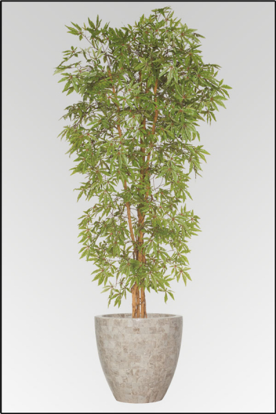 Japanischer Aralienbaum mit Naturstamm 180 cm