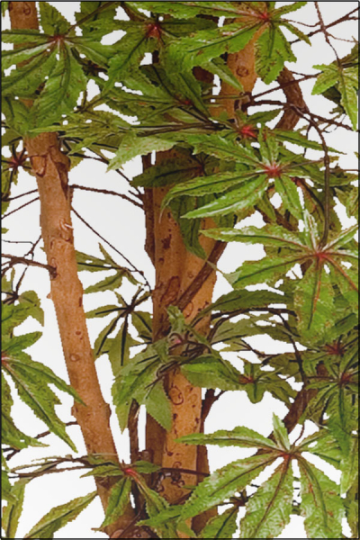 Japanischer Aralienbaum mit Naturstamm 210 cm