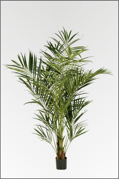 Kentia Palme ca. 225 cm