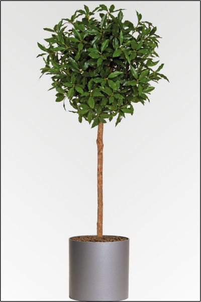 Lorbeerkugelbaum mit Pflanzgefaess ca.185 cm