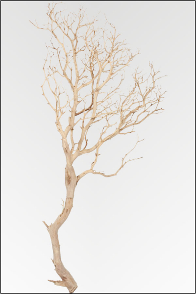 Sandgestrahlter Natur-Zweig 150-175 cm