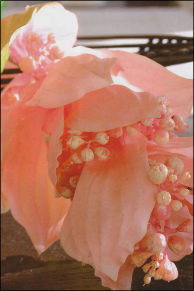 Medinillazweig ca. 93 cm rosa