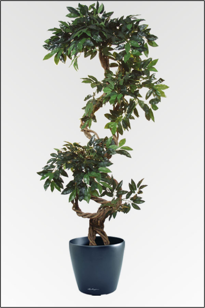 Mini Ficus Benjamin kuenstlich Spiralstamm; ca.160 cm.