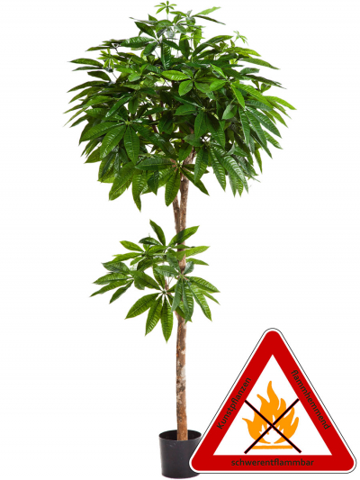 Pachirakugelbaum ca.180 cm; Naturstamm. Permanent schwerentflammbar