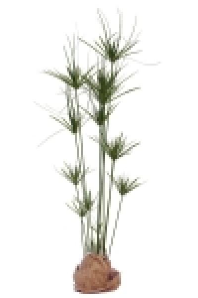Papyrus Pflanze ca. 140 cm