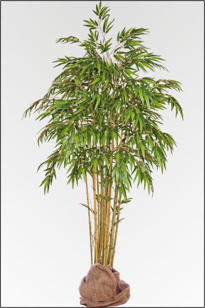 Pfeil Bambus ca.280 cm mit Naturstamm.
