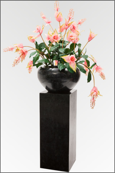 Pflanz-Arrangement "Medinilla rosa" ca. 170 cm