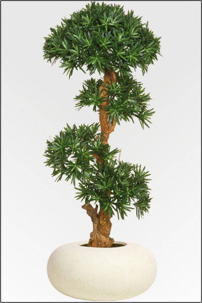 Podocarpus-Steineibe mit Naturbonsaistamm 120 cm