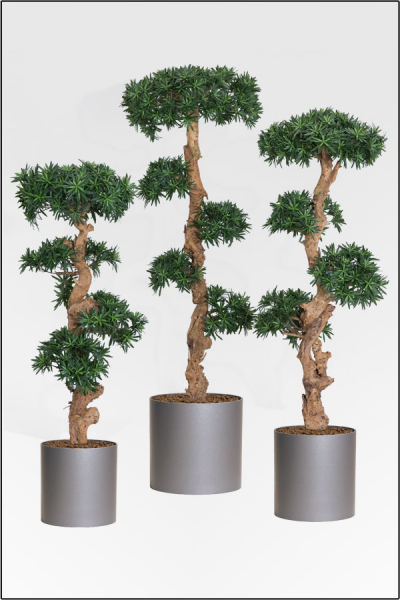 Podocarpus-Steineibe mit Naturbonsaistamm 120 cm