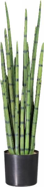 Sansevieria