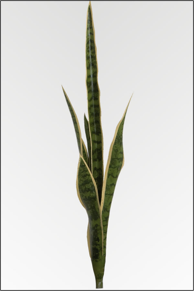 Sansevieria ca. 105 cm gruen/gelb
