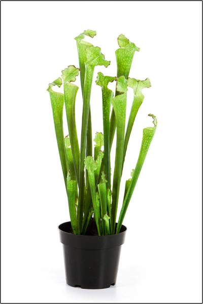 Sarracenia Trompetenpflanze ca.60 cm.