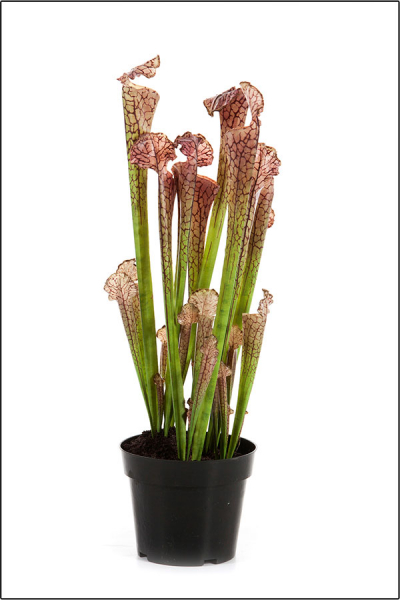 Sarracenia Trompetenpflanze ca. 60 cm in verschiedenen Farben