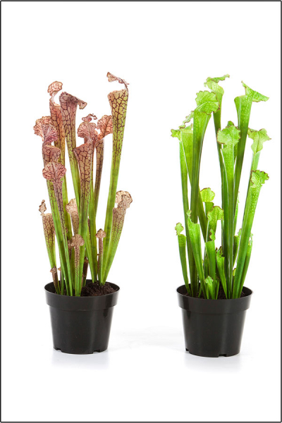 Sarracenia Trompetenpflanze künstlich ca.60 cm.