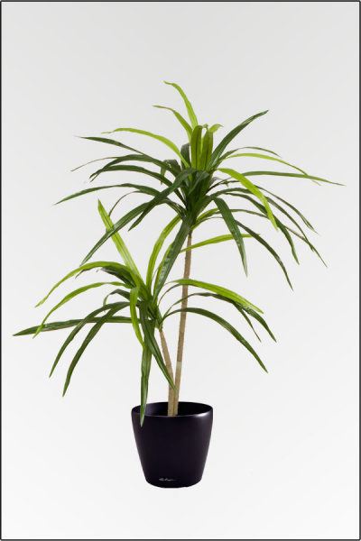 Yuccapalme 2 fach; ca.80 cm