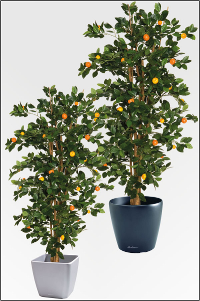 Mandarinen Baeumchen ca. 150 cm mit Naturstamm und Fruechten.