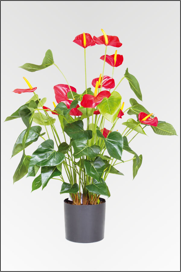 Preisen Ihnen unserem Qualitaet. bieten kaufen Wir günstig einer Pflanzen guenstigen Top eine in grosse zu - bei in an Auswahl und Onlineshop kuenstlichen