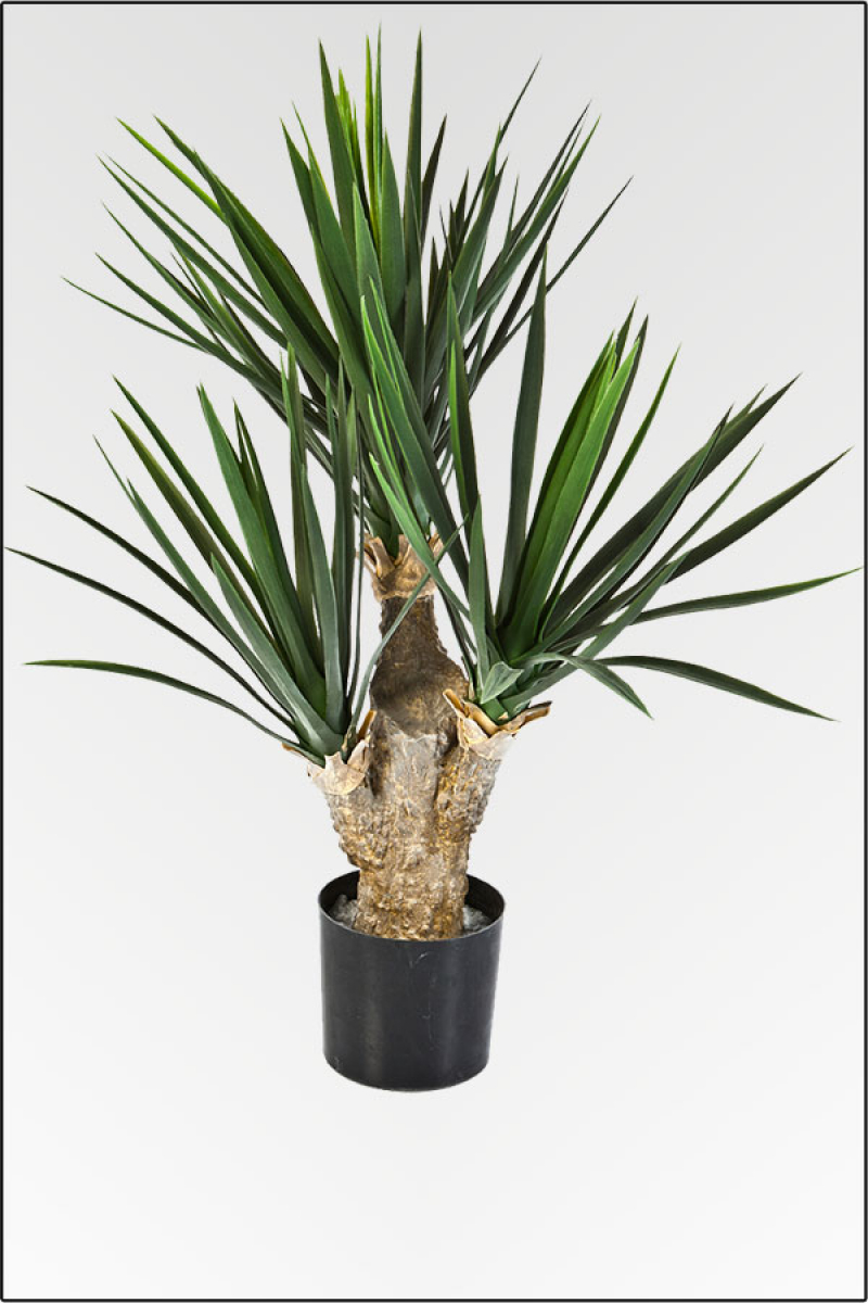 Mini Yuccapalme 3 fach mit Naturstamm; ca.70 cm.