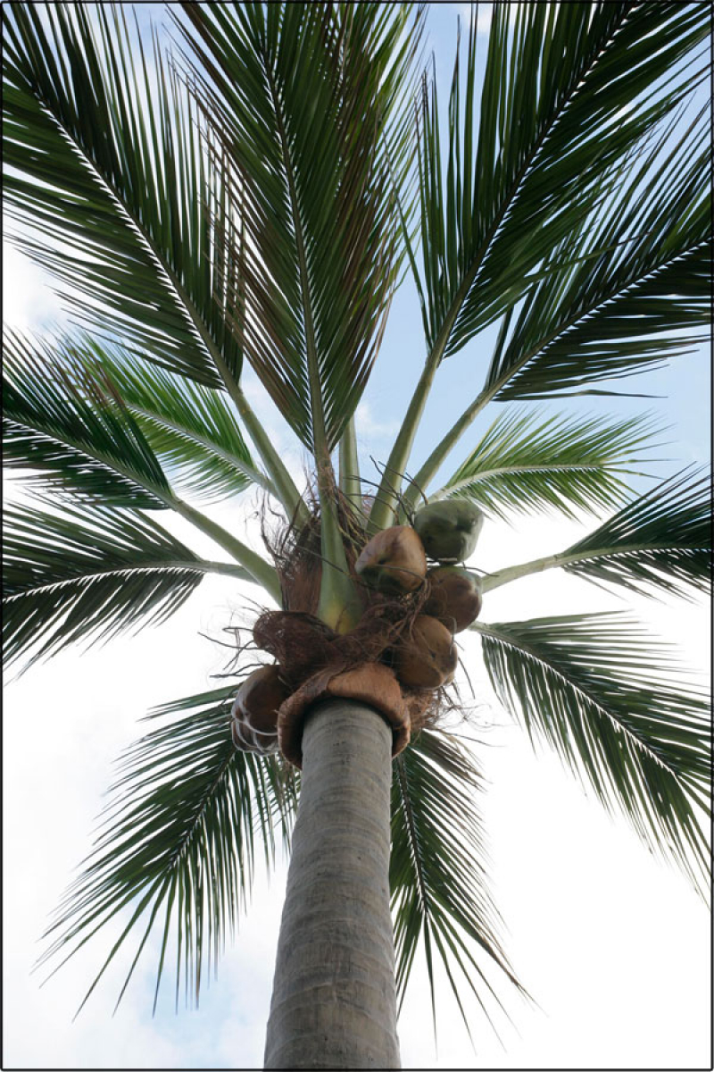 Cocosnusspalme Gigant mit Nuessen in verschiedenen Hoehen lieferbar.