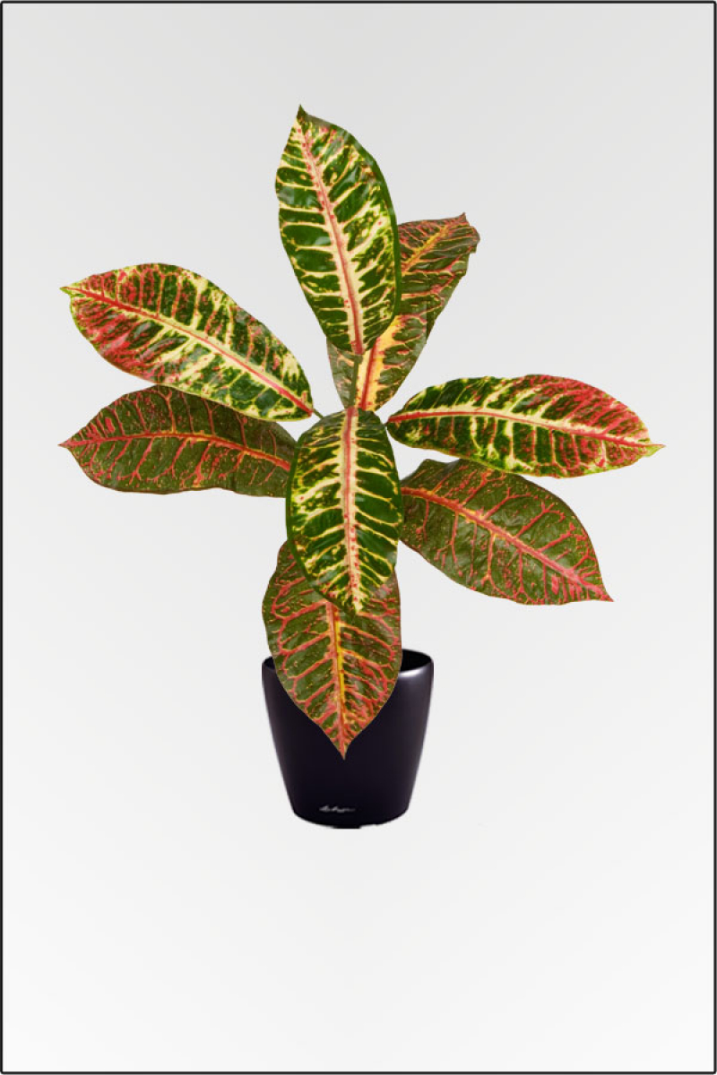 Croton, kuenstliche Zimmerpflanze ca. 70 cm mit 8 Blatt