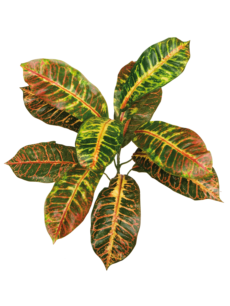Croton, künstliche Zimmerpflanze ca. 70 cm