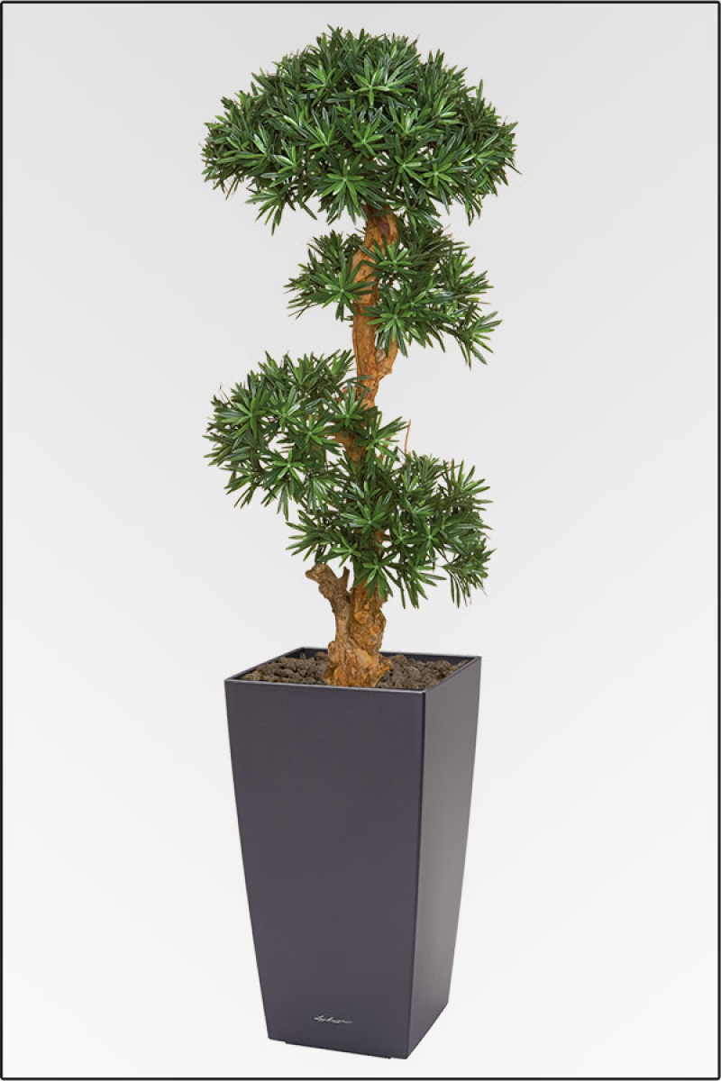 Cubi-Podocarpus Pflanzgesteck ca.190 cm, in verschiedenen Topffarben lieferbar.