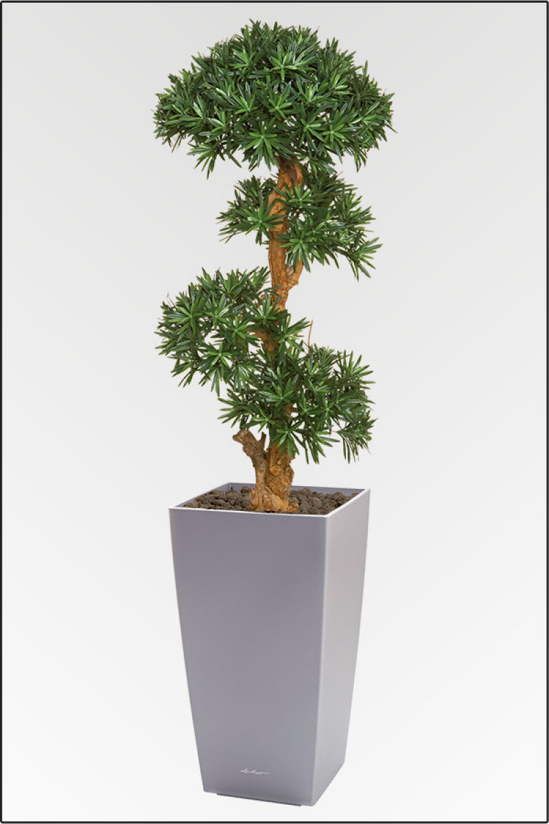 Cubi-Podocarpus Pflanzgesteck ca.220 cm, in verschiedenen Topffarben lieferbar.