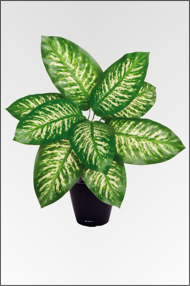 Dieffenbachia, künstliche Zimmerpflanze ca. 40 cm