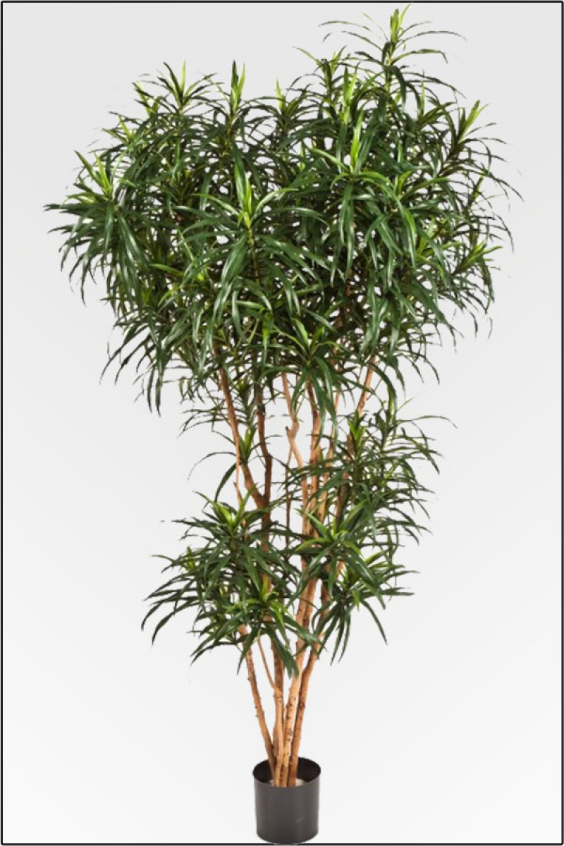 Dracaena Marginata Deluxe 210 cm mit Multi Naturstamm