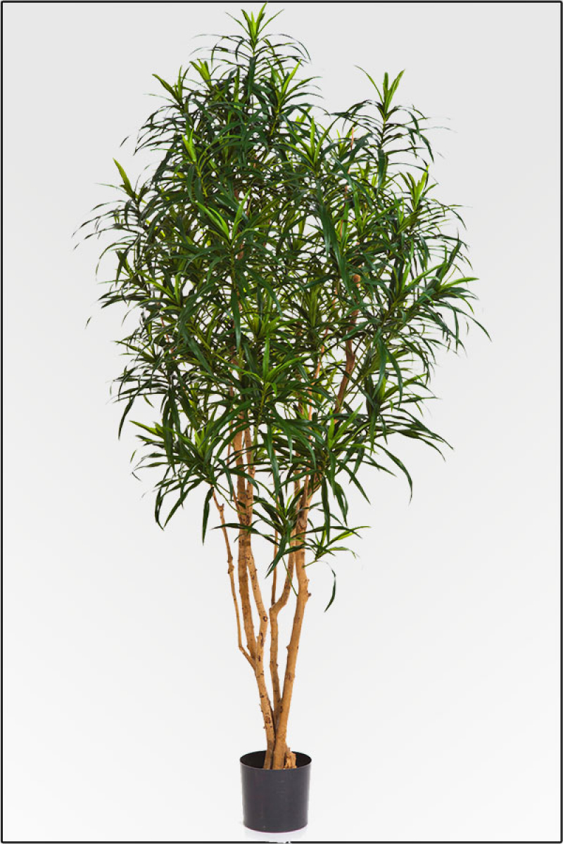 Dracaena Marginata Naturstamm ca. 180 cm