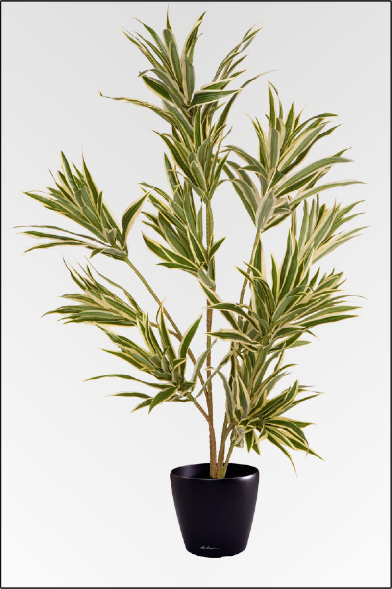 Dracena Reflexa 5 fach kuenstliche Topfpflanze; ca.80 cm.