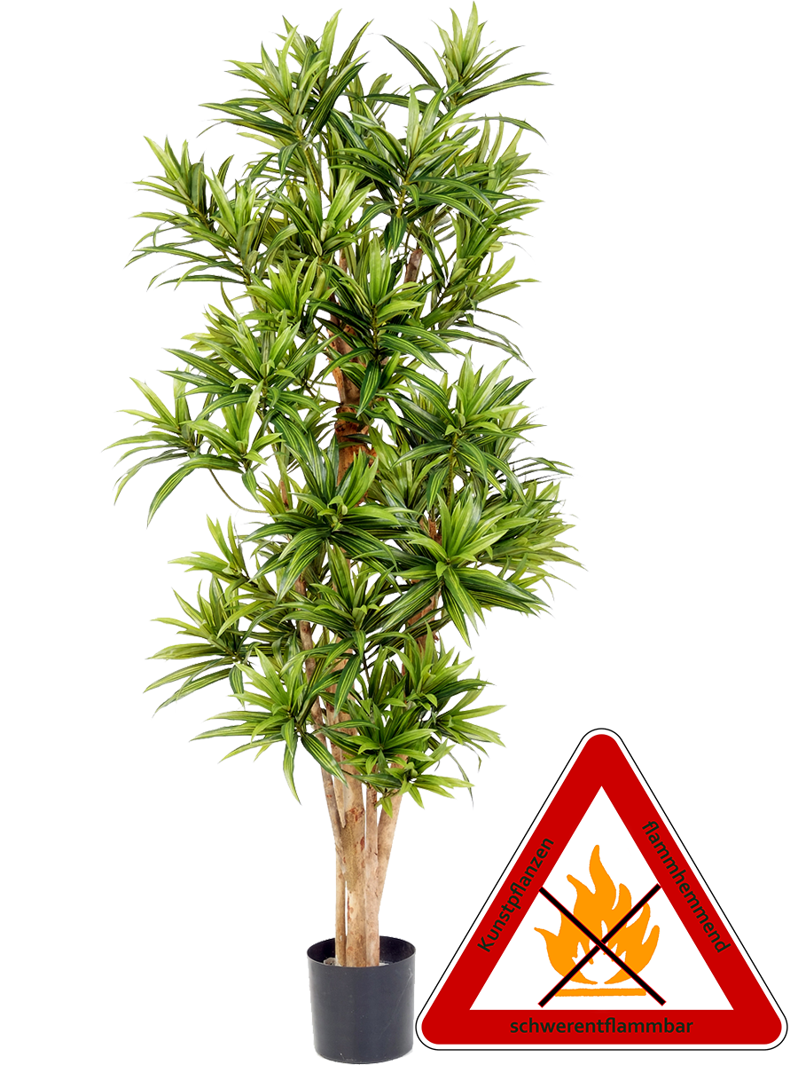 Dracena Reflexa künstlich ca.150 cm, permanent schwerentflammbar
