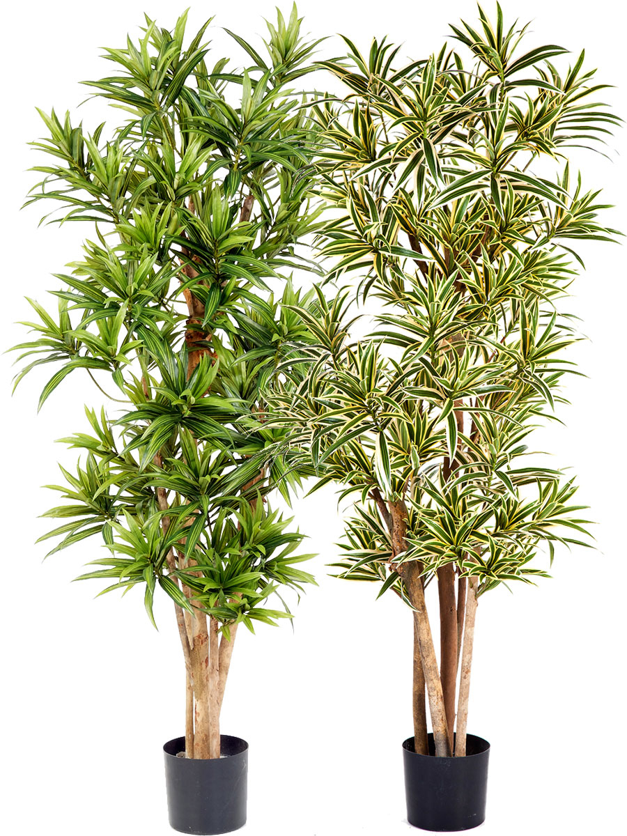 Dracena Reflexa mit Naturstamm, ca.180 cm in verschiedenen Farben