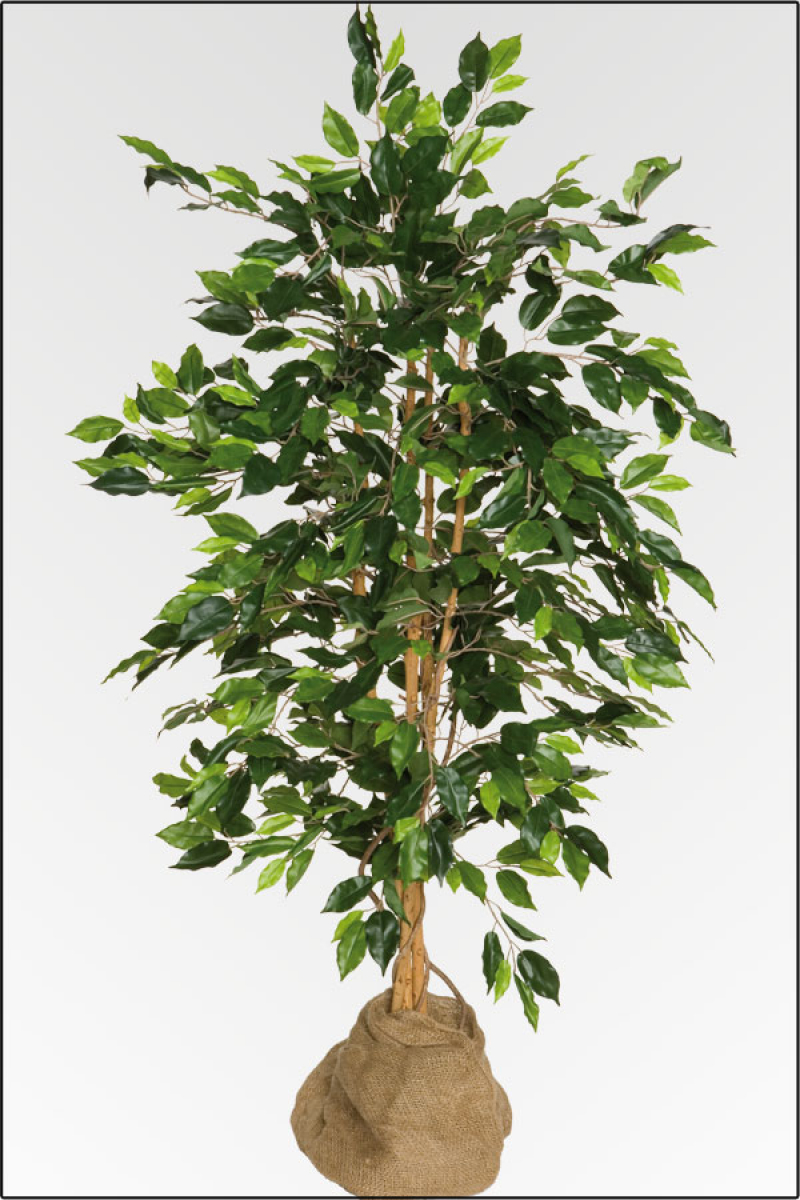 Ficus Benjamin kuenstlich, mit 3 fachen Naturstamm ca. 120 cm