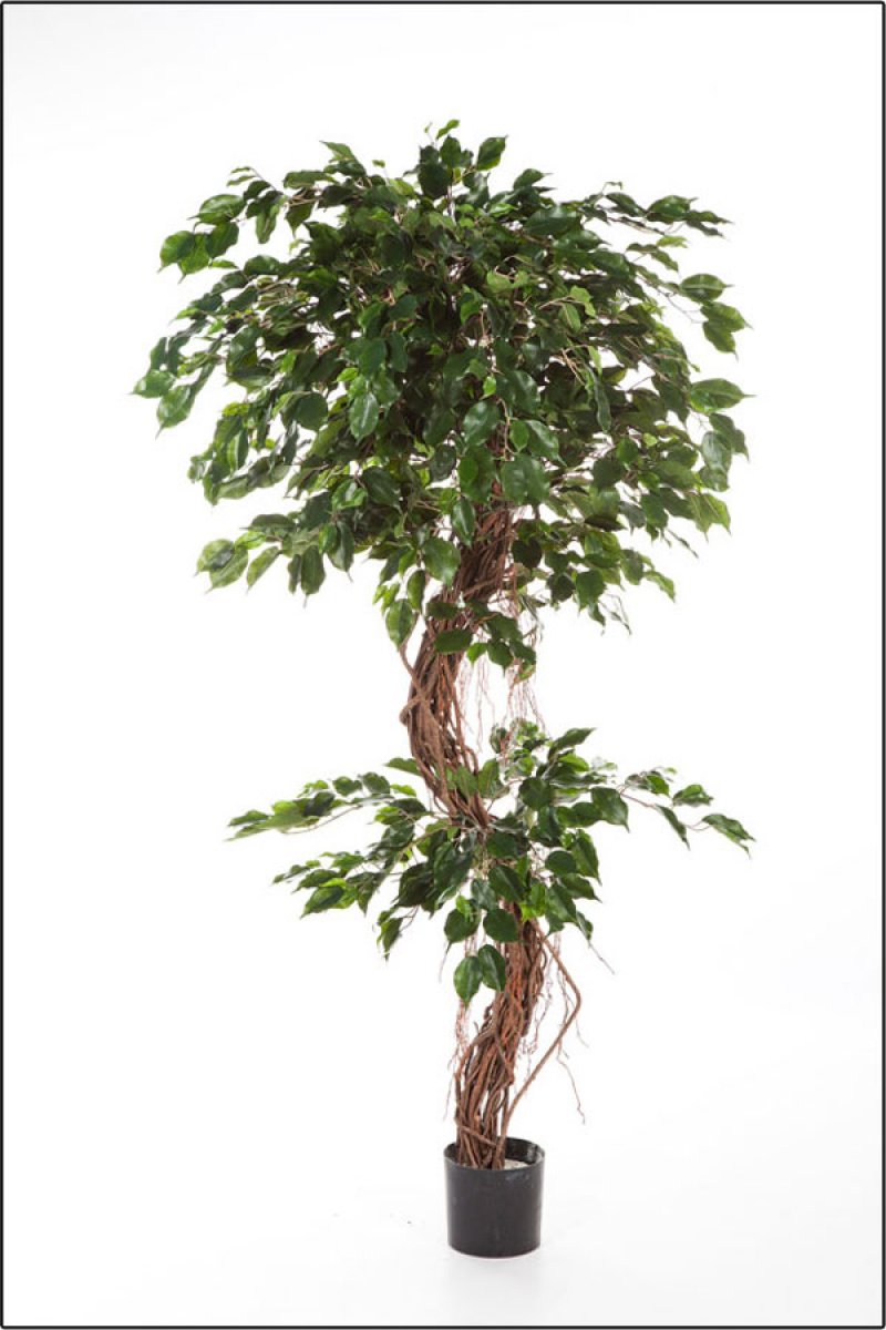 Ficus Benjamin kuenstlich mit gebogenem Naturlianenstamm in verschiedenen Groessen lieferbar