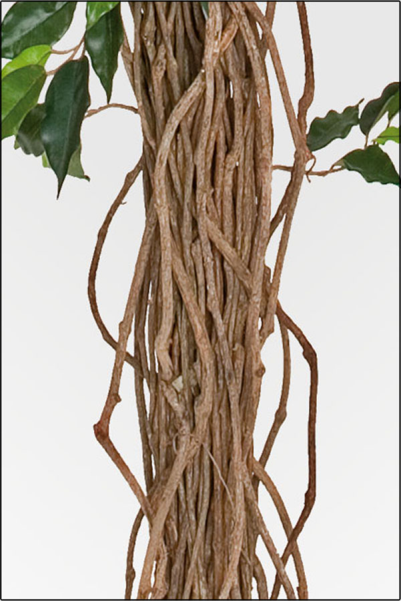 Ficus Benjamin kuenstlich 210 cm mit Naturlianenstamm.