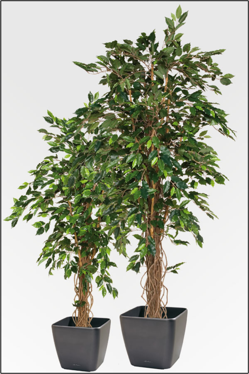 Ficus Benjamin kuenstlich 180 cm mit Naturlianenstamm.