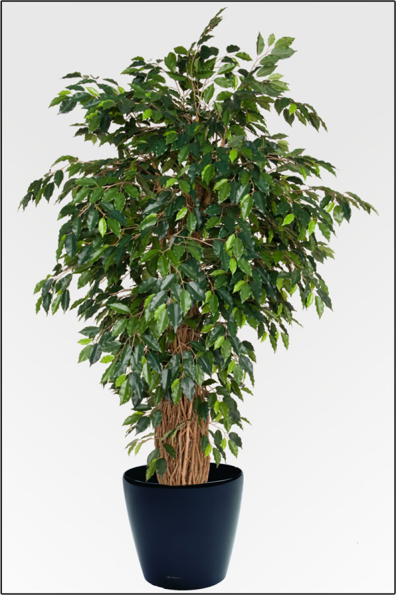 Ficus Benjamin Tropical mit Naturlianenstamm 310 cm