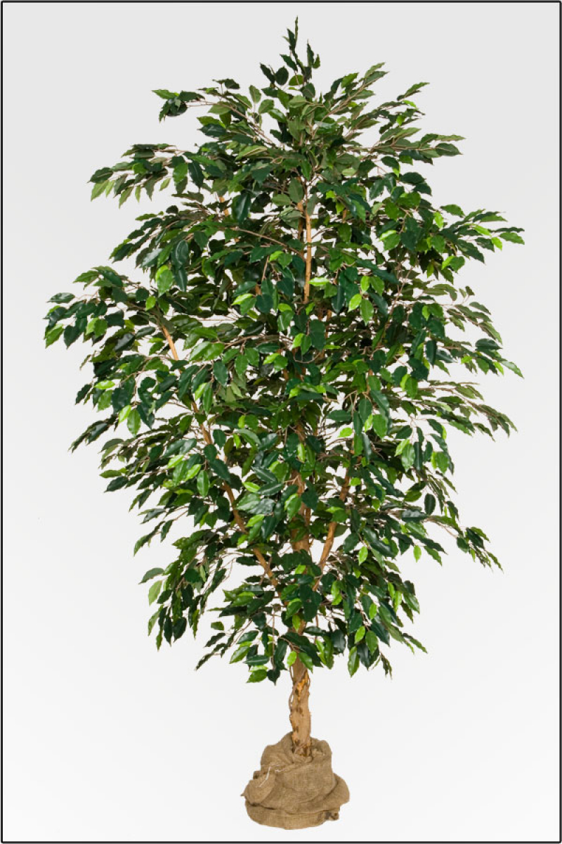 Ficus Benjamin Deluxe ca.250 cm, Natur Monostamm.