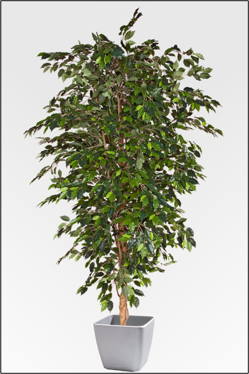 Ficus Benjamin Deluxe ca.280 cm, Natur Monostamm.