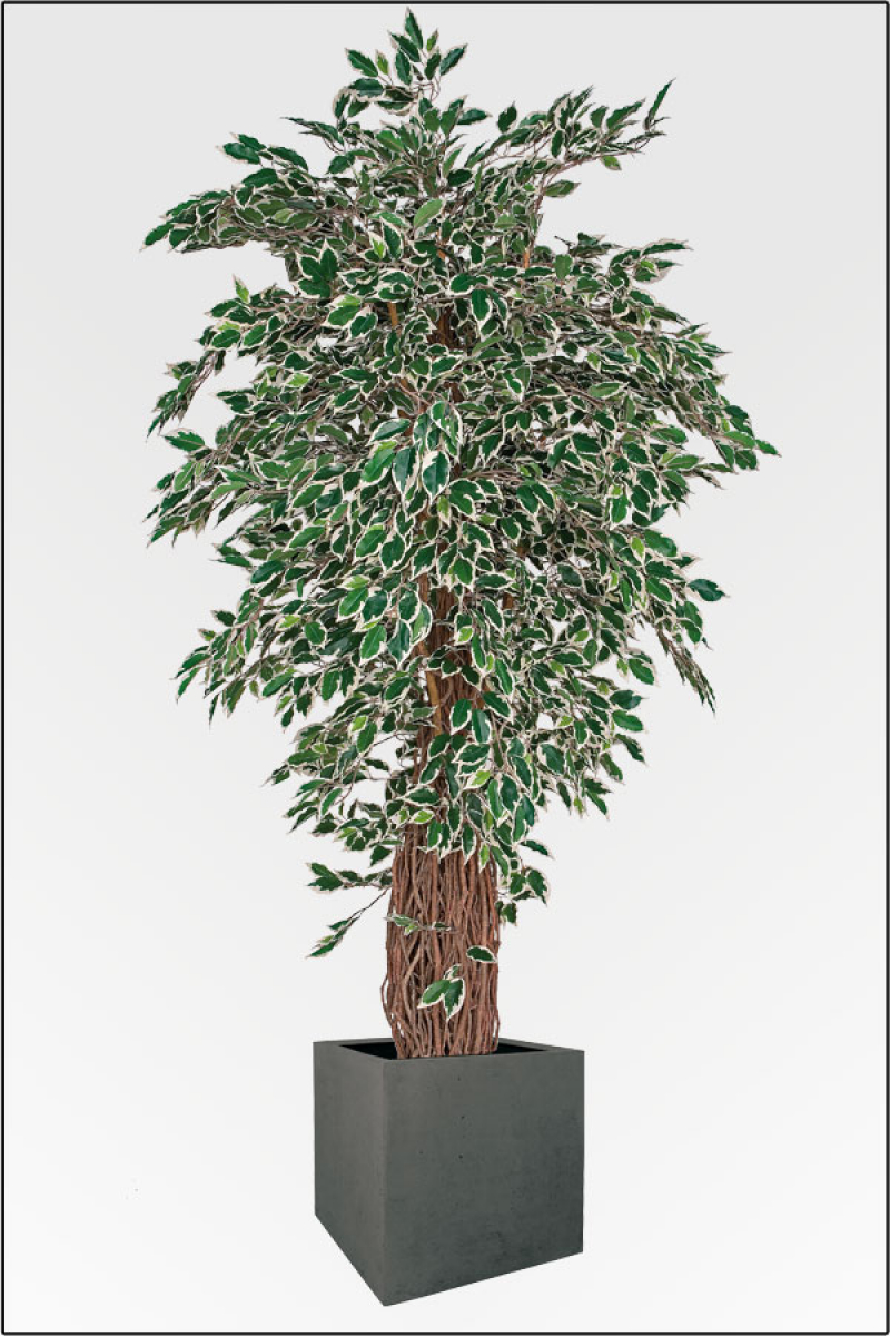 Ficus Japonica Tropical kuenstlich Naturlianenstamm 250 cm