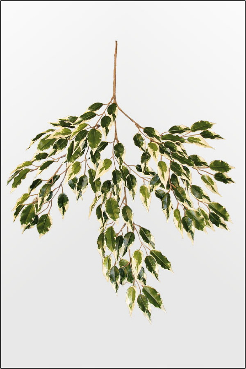 Ficus Japonica Zweig künstlich ca.70 cm
